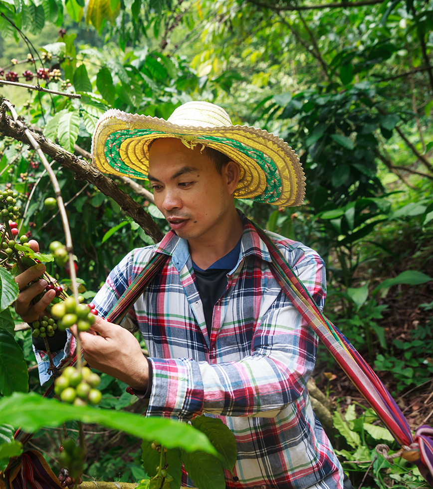 foreign worker in grape vine field with plaid shirt and straw hat